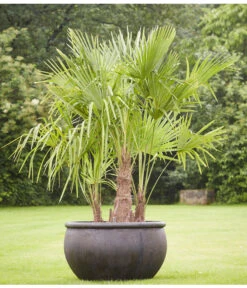 Hanfpalme, Multistamm -Haus Pflanzen Welt 8607855 PR MO 001 Polystone SchaleEmpireBlumentopfBlumenvasePflanztopfHanfpalmeTrachycarpusFortuneiGruppe