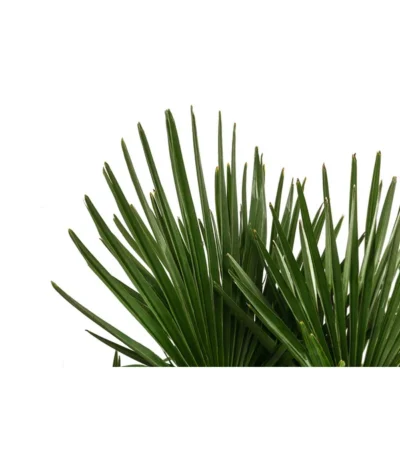 Hanfpalme, Multistamm -Haus Pflanzen Welt 8607855 WE DE 001 HanfpalmeTrachycarpusFortuneiT36