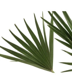 Zwergpalme 'Vulcano' 7 Zwergpalme 'Vulcano' -Haus Pflanzen Welt 8607905 WE DE 002 ChamaeropsVulcanoT18