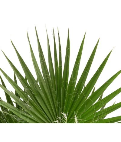 XXL Fächerpalme -Haus Pflanzen Welt 8608036 WE DE 004 WashingtoniaRobustaT30MexikanischeFaecherpalme