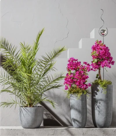 Drillingsblume, Stämmchen -Haus Pflanzen Welt 8608697 8598922 8583700 WE MO 001 Kuebelpflanzen 2021 GC 04 01 1