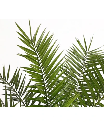 XXL Kanarische Dattelpalme, Ca. 140-160 Cm -Haus Pflanzen Welt 8608721 PR DE 001 PhoenixCanariensisT28DehnerExpressHerzig