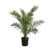 XXL Kanarische Dattelpalme, Ca. 140-160 Cm -Haus Pflanzen Welt 8608721 WE FS 002 XXLKanarischeDattelpalmeT28