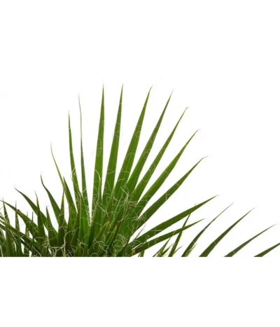 Fächerpalme, Mehrstämmig -Haus Pflanzen Welt 8608903 WE DE 001 FaecherpalmeWashingtoniaRobustaGruppenT17