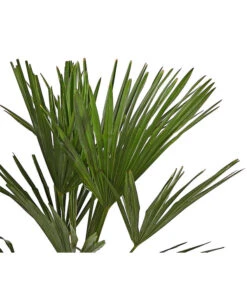 Hanfpalme -Haus Pflanzen Welt 8609059 WE DE 001 TrachycarpusFortuneiOWT20DehnerExpressHerzig