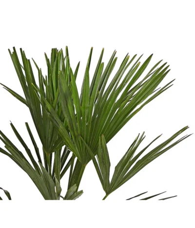 Hanfpalme -Haus Pflanzen Welt 8609059 WE DE 001 TrachycarpusFortuneiOWT20DehnerExpressHerzig