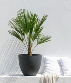 Hanfpalme -Haus Pflanzen Welt 8609059 WE MO 002 HanfpalmeTrachycarpusFortuneiT21