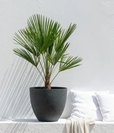 Hanfpalme -Haus Pflanzen Welt 8609059 WE MO 002 HanfpalmeTrachycarpusFortuneiT21