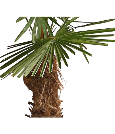 XXL Hanfpalme, Ca. 180-210 Cm -Haus Pflanzen Welt 8609158 WE DE 001 ChinesischeHanfpalmeTrachycarpusFortuneiT50DehnerExpressHerzig