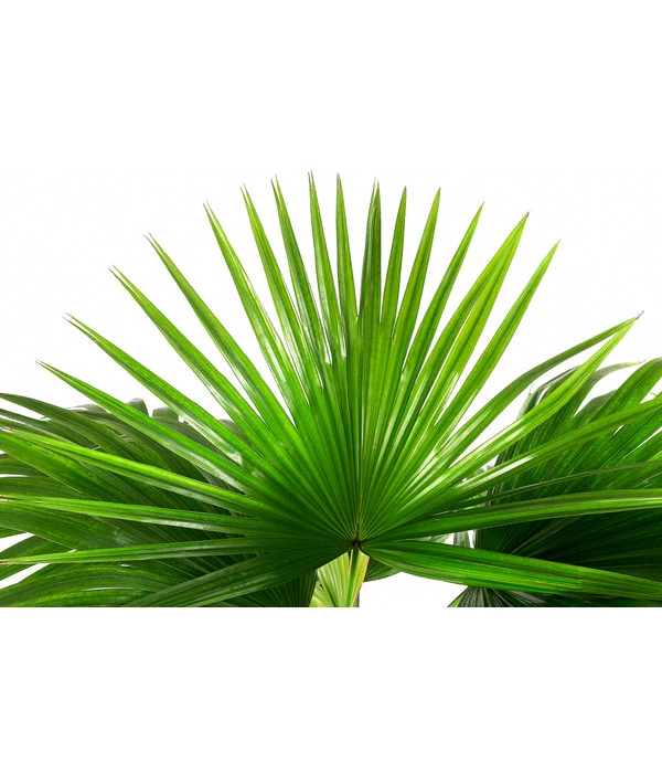 Chinesische Schirmpalme - Livistona Chinensis 4 Chinesische Schirmpalme - Livistona Chinensis – Bild 2