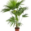 Chinesische Schirmpalme - Livistona Chinensis -Haus Pflanzen Welt 8609224 WE FS 001 SchirmpalmeLivistonaChinensisT24