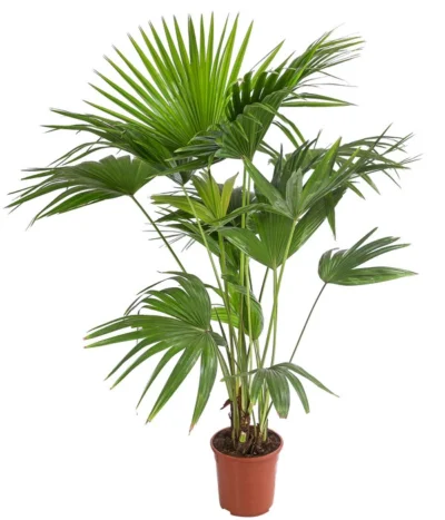 Chinesische Schirmpalme - Livistona Chinensis