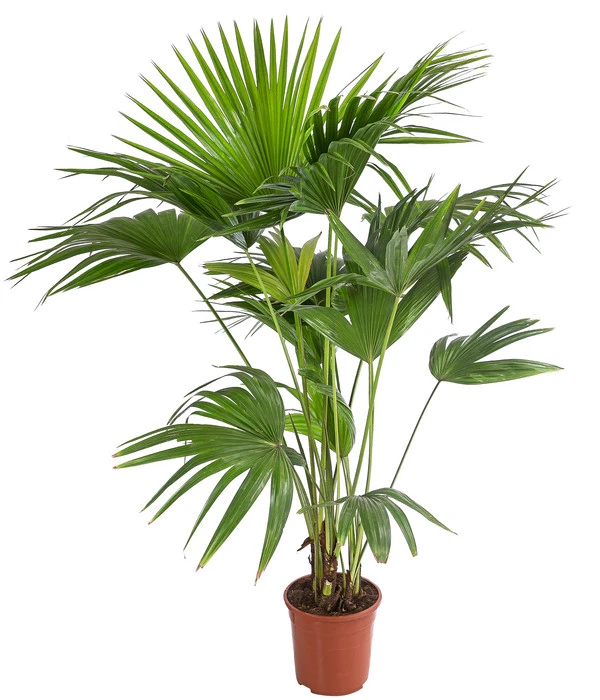 Chinesische Schirmpalme - Livistona Chinensis 3 Chinesische Schirmpalme - Livistona Chinensis