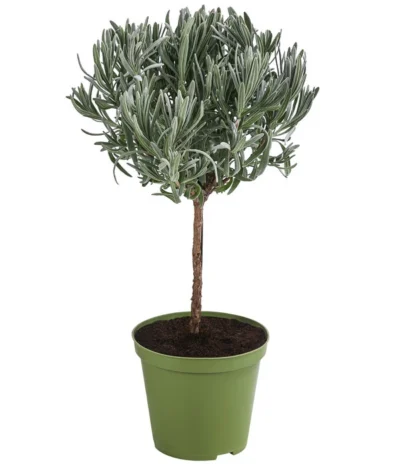 Dehner Gourmet Garten Lavendel, Hochstamm