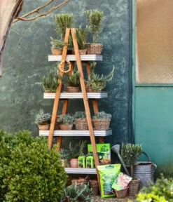 Dehner Gourmet Garten Gewürzlavendel 7 Dehner Gourmet Garten Gewürzlavendel -Haus Pflanzen Welt 8609869 WE MO 001 LavendelT14 GC02 2022 01