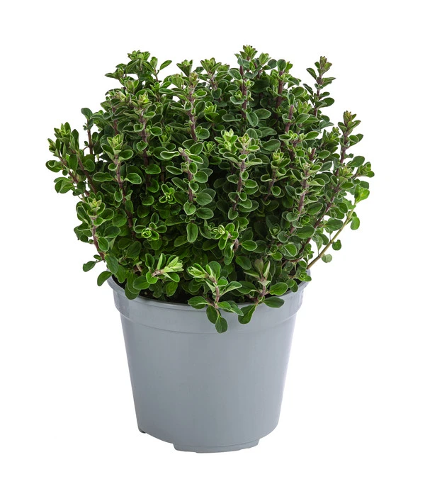 Dehner Gourmet Garten Majoran, Einjährig 3 Dehner Gourmet Garten Majoran, Einjährig