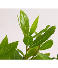 Echter Lorbeer 7 Echter Lorbeer -Haus Pflanzen Welt 8609943 PR DE 001 LaurusNobilisKuechenlorbeerLorbeerSaemlingT9DehnerExpressHerzig