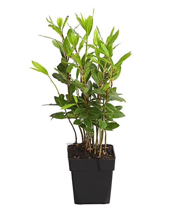 Echter Lorbeer 3 Echter Lorbeer