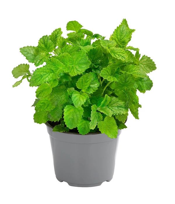 Dehner Gourmet Garten Zitronenmelisse 3 Dehner Gourmet Garten Zitronenmelisse