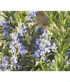 Bio Rosmarin -Haus Pflanzen Welt 8610206 WE DE 001 RosmarinBluete