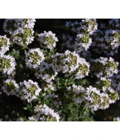 Bio Thymian -Haus Pflanzen Welt 8610339 WE DE 001 ThymianBluete