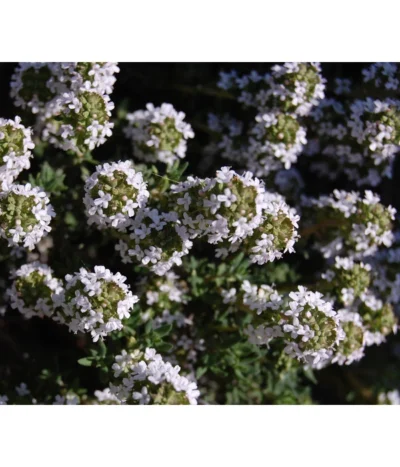 Bio Thymian -Haus Pflanzen Welt 8610339 WE DE 001 ThymianBluete