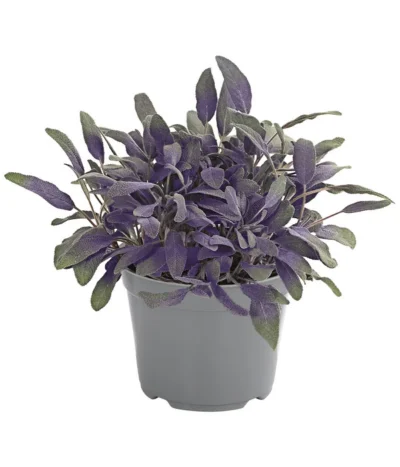 Dehner Gourmet Garten Purpursalbei