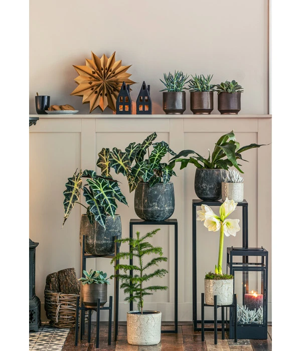 Kreuzkraut - Senecio Cephalophorus 4 Kreuzkraut - Senecio Cephalophorus – Bild 2