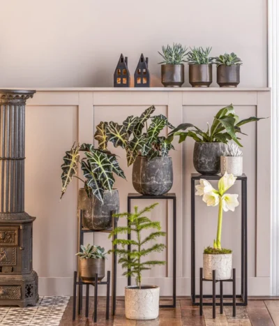 Kreuzkraut - Senecio Cephalophorus 9 Kreuzkraut - Senecio Cephalophorus -Haus Pflanzen Welt 8611253 WE MO 001 ZimmertanneAraucariaT13 GodJul