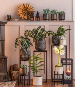 Metall-Pflanzenständer Ascot, Schwarz -Haus Pflanzen Welt 8611253 WE MO 002 ZimmertanneAraucariaT13 GodJul GC16 2022 BL POS