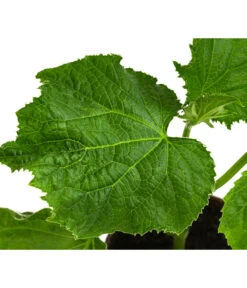 Bio Schlangengurke Im Pottburri®-Topf -Haus Pflanzen Welt 8611287 WE DE 001 BioPBSchlangengurke