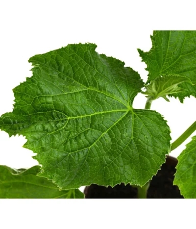 Bio Schlangengurke Im Pottburri®-Topf 7 Bio Schlangengurke Im Pottburri®-Topf -Haus Pflanzen Welt 8611287 WE DE 001 BioPBSchlangengurke