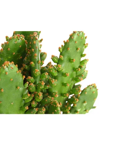 Feigenkaktus - Opuntia Indica, Verschiedene Sorten -Haus Pflanzen Welt 8611469 PR DE 001 OpuntiaMixT11DehnerExpressHerzig