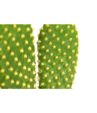 Feigenkaktus - Opuntia Indica, Verschiedene Sorten -Haus Pflanzen Welt 8611469 PR DE 002 OpuntiaMixT11DehnerExpressHerzig