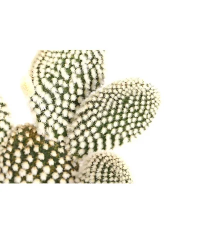 Feigenkaktus - Opuntia Indica, Verschiedene Sorten -Haus Pflanzen Welt 8611469 PR DE 003 OpuntiaMixT11DehnerExpressHerzig