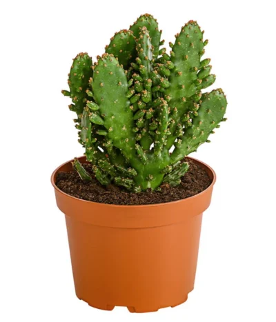 Feigenkaktus - Opuntia Indica, Verschiedene Sorten -Haus Pflanzen Welt 8611469 PR FS 001 OpuntiaMixT11DehnerExpressHerzig