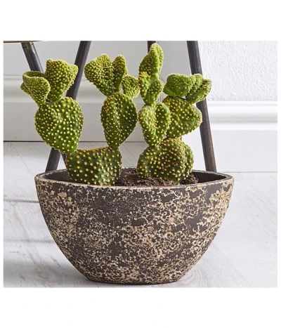 Feigenkaktus - Opuntia Indica, Verschiedene Sorten -Haus Pflanzen Welt 8611469 WE MO 001 FeigenkaktusOpuntiaAusgeschnittenTU