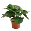 Peperomie - Peperomia Clusiifolia -Haus Pflanzen Welt 8611600 PR FS 001 PeperomiaClusiifoliaT11DehnerExpressHerzig
