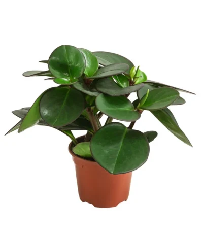 Peperomie - Peperomia Clusiifolia