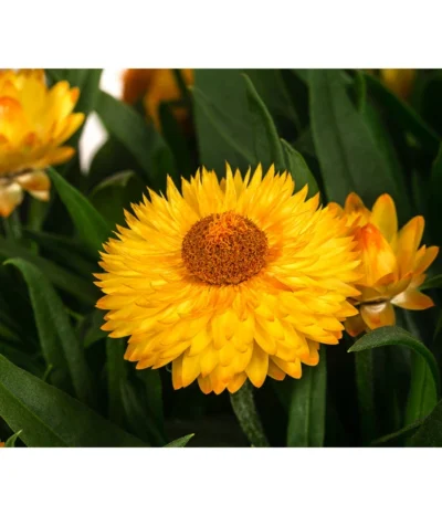 Strohblume, Gelb -Haus Pflanzen Welt 8611808 WE DE 001 BracteanthaUniT23Strohblume