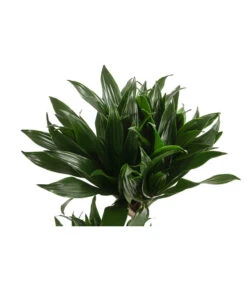 Drachenbaum - Dracaena Deremensis Compacta -Haus Pflanzen Welt 8612699 WE DE 001 DracaenaDeremensisCompactaZweitriebigT17