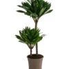 Drachenbaum - Dracaena Deremensis Compacta -Haus Pflanzen Welt 8612699 WE FS 001 DracaenaDeremensisCompactaZweitriebigT17