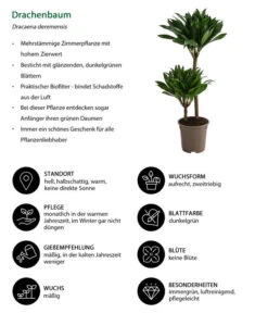 Drachenbaum - Dracaena Deremensis Compacta -Haus Pflanzen Welt 8612699 WE IG 001 DracaenaDeremensisCompactaZweitriebigT17