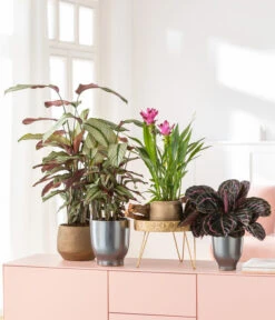 Korbmarante - Calathea 'Whitestar' -Haus Pflanzen Welt 8614471 8217341 4450722 WE MO MatheaBellaIndischeSafranwurzKorbmaranteWhitestar