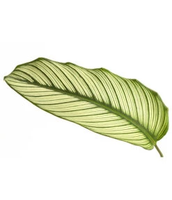 Korbmarante - Calathea 'Whitestar' -Haus Pflanzen Welt 8614471 PR DE 001 CalatheaWhiteStarT19DehnerExpressHerzig