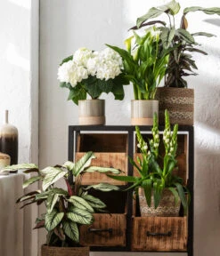 Korbmarante - Calathea 'Whitestar' -Haus Pflanzen Welt 8614471 WE MO 001 CalatheaWhitestarT19 1