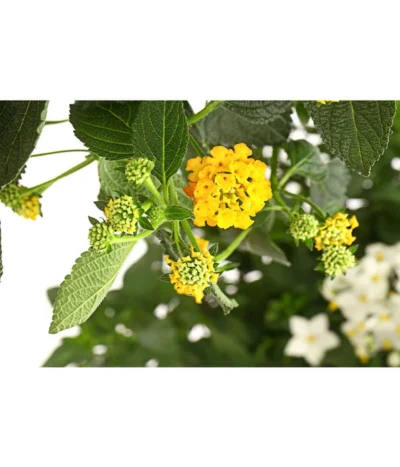 Wandelröschen, Bepflanzt -Haus Pflanzen Welt 8616369 PR DE 001 LantanaBepflanztT27DehnerExpressHerzig