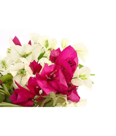 Drillingsblumen-Duo, Spalier -Haus Pflanzen Welt 8618258 PR DE 001 BougainvilleaTwinSpalier19DehnerExpressHerzig