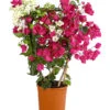 Drillingsblumen-Duo, Spalier 1 Drillingsblumen-Duo, Spalier -Haus Pflanzen Welt 8618258 PR FS 001 BougainvilleaTwinSpalier19DehnerExpressHerzig