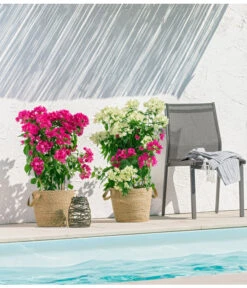 Drillingsblume 'Vera', Spalier 7 Drillingsblume 'Vera', Spalier -Haus Pflanzen Welt 8618258 PR MO 001 BougainvilleT19Twin 1